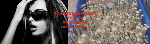 прущие грибы Беломорск