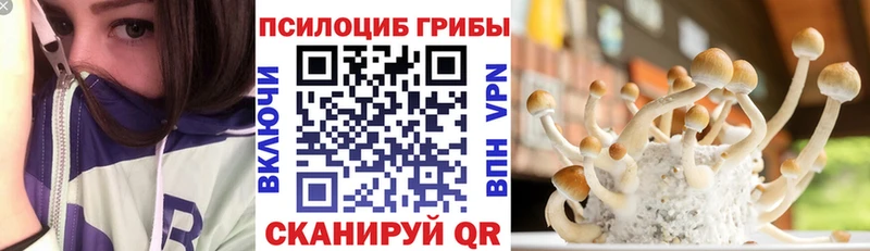 Псилоцибиновые грибы Psilocybe  Сусуман 